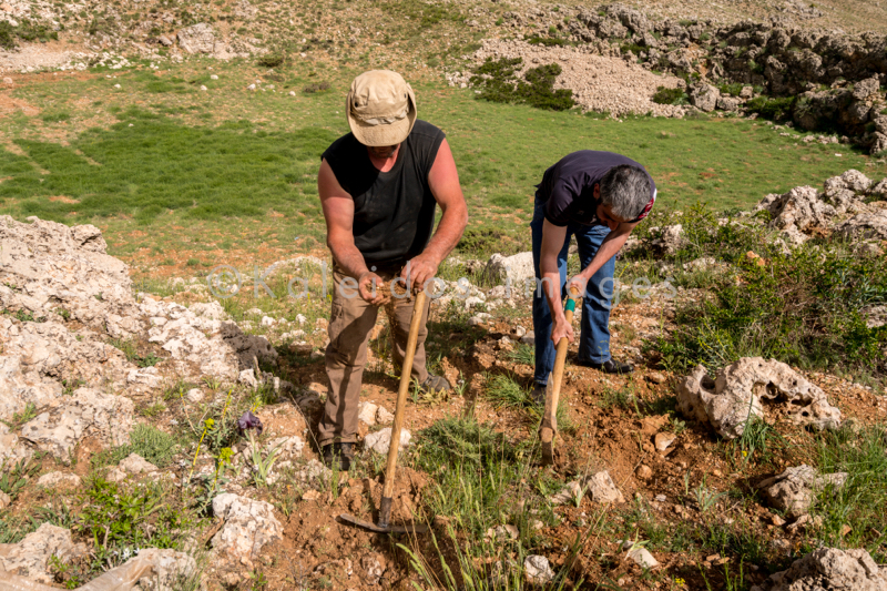 Al Arz;Iris;Iris Cedreti;Kaleidos;Kaleidos images;Lebanon;Middle East;Near East;Tarek Charara;Youssef Tawk;Flowers;Endemic;Endemic species;Critically endangered;Critically endangered species